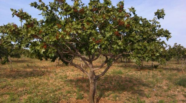 Haberimiz Üzerine, Ağaç Kampanyası Çığ Gibi Büyüdü