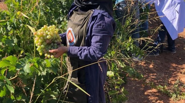 Harran Üniversitesinde Bağ Bozumu Başladı