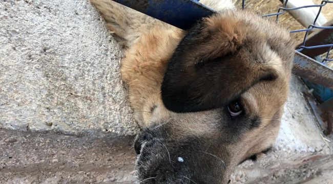 Ölmek Üzere Olan Köpeği İtfaiye Kurtardı