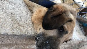 Ölmek Üzere Olan Köpeği İtfaiye Kurtardı