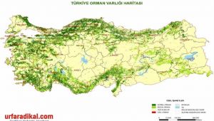 Türkiye'de Ormanlar Ve Ağaç Türleri