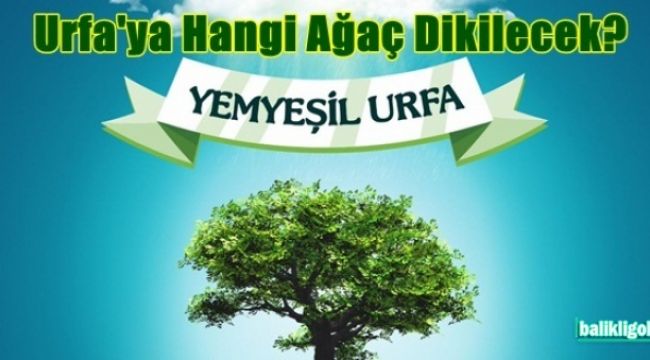 Vali Erin: Zeytin Temalı Ağaçlandırma Kampanyası Başlatacağız