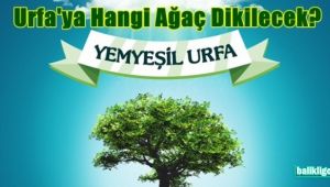 Vali Erin: Zeytin Temalı Ağaçlandırma Kampanyası Başlatacağız