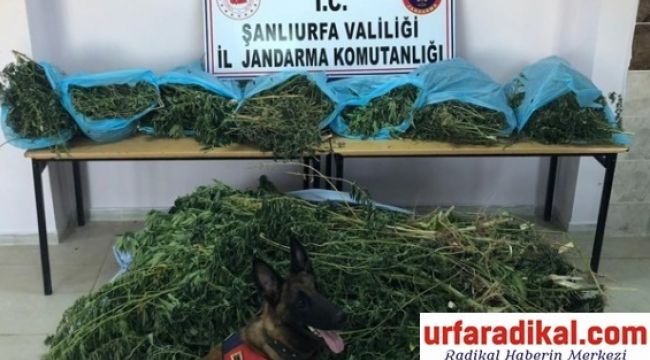 Şanlıurfa Jandarmadan Birecik'te Başarılı Operayson