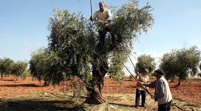 Bakan Pakdemirli’den Zeytin Üreticilerine Müjde