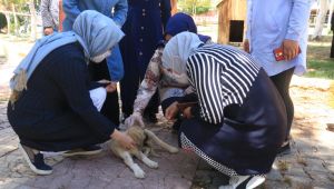 AK Kadınlardan “ Bir Kap Su Bir Kap Mama Kampanyası”