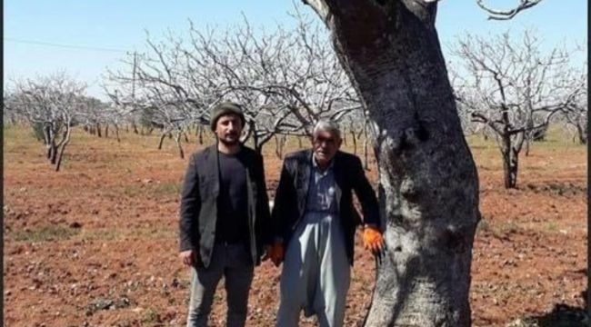 En Yaşlı Fıstık Ağacı Urfa'da Bulundu