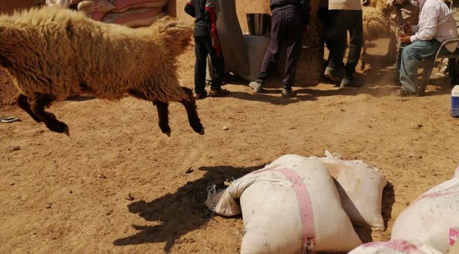 Barış Pınarında Yüzbinlerce Hayvan Hastalıklara Karşı Aşılandı