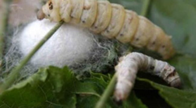 İpek Böceği Yetiştiriciliği, Desteği ve Genel Özellikleri