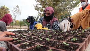 Büyükşehir Kendi Çiçeğini Üreterek Yıllık 1.5 Milyon Tl Tasarruf Sağlayacak