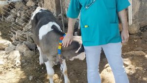 HRÜ Veteriner Fakültesi Sığırlarda Ölümlere Yol açan Hastalık İçin Aşı Çalışmasına Başladı