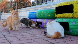 Şanlıurfa Büyükşehir Belediyesi Kedi Evi Projesini Hayata Geçirdi