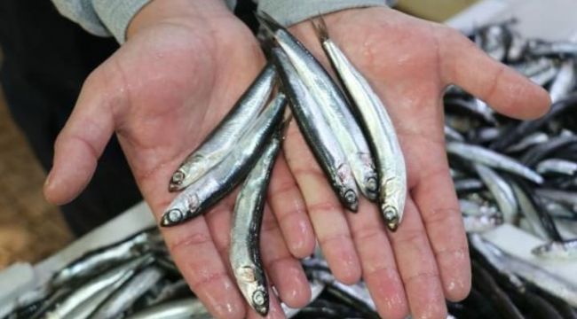 Su Ürünleri Mühendisleri Atama Bekliyor