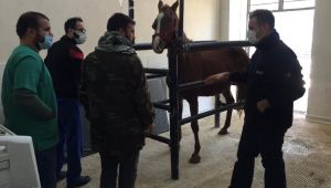 Harran Üniversitesi Hayvan Hastanesi Ruhsatını Aldı