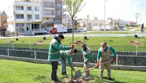 Haliliye’de Parklar Bahara Hazırlanıyor