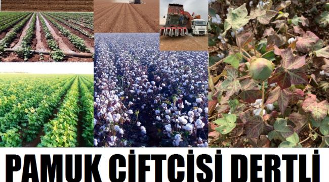 Pamuk Çiftçisi Dertli