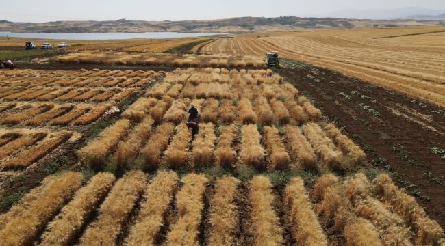 Harran Üniversitesi’nde Kuraklığa Dayanıklı Makarnalık Buğday Çeşit Geliştirme Çalışmaları Devam Ediyor