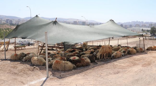 Karaköprü'de Kurban Satış Ve Kesim Yerleri Belirlendi