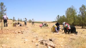 Haliliye Belediyesinden Çocuklara Anlamlı Proje