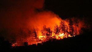 Kanun Bir Gecede Değişti Orman Yangınları Başladı!