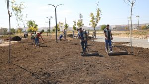 Haliliye’de “Yeşilin Kalbi” İçin Hummalı Çalışma