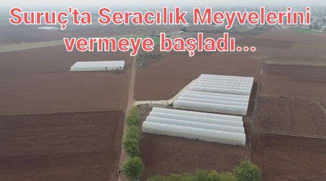 Suruç’ta Seracılık Meyvelerini Vermeye Başladı