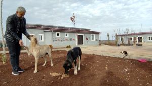 Siverek Hayvan Rehabilitasyon Merkezi Açılışa Hazır