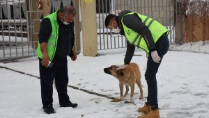 Büyükşehir Sokak Hayvanlarını Unutmadı