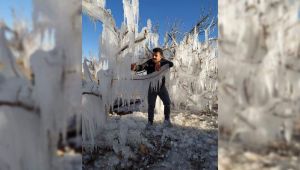 Urfa'da fıstık ağaçları buz tuttu!