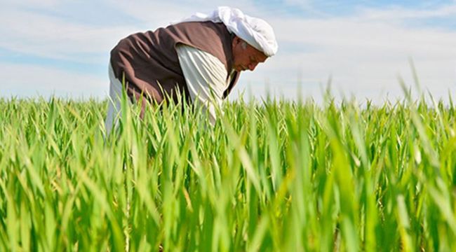 Çiftçi, BAĞ-KUR’unu ödeyemiyor, kredide sorun yaşıyor!