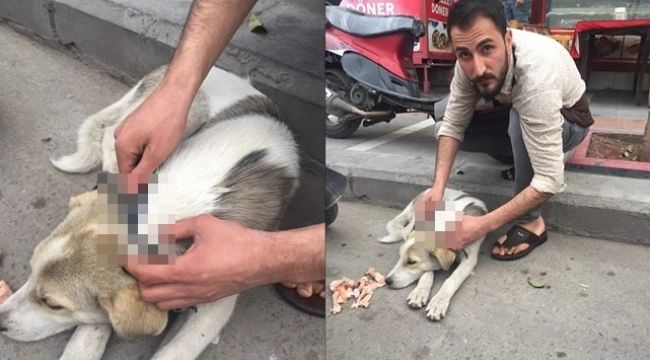 Acı çeken sokak hayvanını ölümden kurtardı