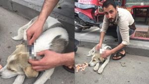 Acı çeken sokak hayvanını ölümden kurtardı