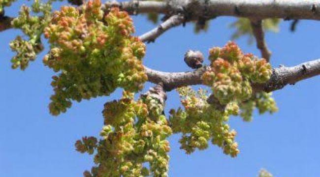Fevzullah Kurt: Fıstık Ağaçlarında Sulamalar serin saatlerde yapılmalıdır