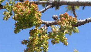 Fevzullah Kurt: Fıstık Ağaçlarında Sulamalar serin saatlerde yapılmalıdır