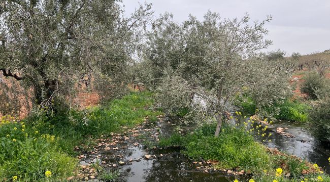 Turistik İlçe Halfeti'de Kanalizasyon Skandalı! 