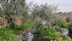 Turistik İlçe Halfeti'de Kanalizasyon Skandalı! 