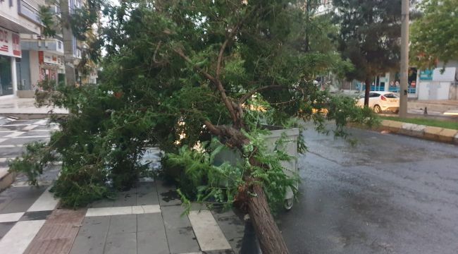 Şanlıurfa'da Şiddetli Fırtına ve Yağış, Ağaçları yerinden söktü