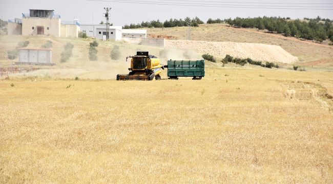 Harran Üniversitesi Kampüslerinde Tarihi Hasat Başladı