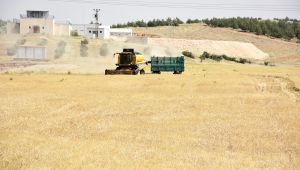 Harran Üniversitesi Kampüslerinde Tarihi Hasat Başladı