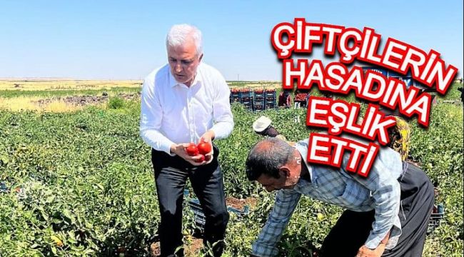 Gök, Hasat Yapan Çiftçileri Ziyaret Etti