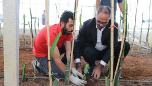 Eyyübiye Sera Kent’teki Yüksek Rekolte Ümit Veriyor