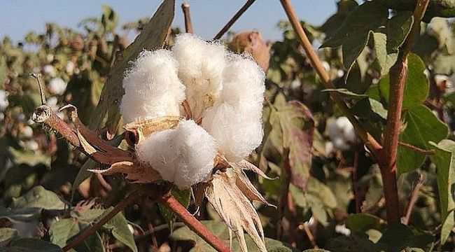 Urfa'da kütlü pamuk fiyat ne kadar? İşte yeni fiyatlar