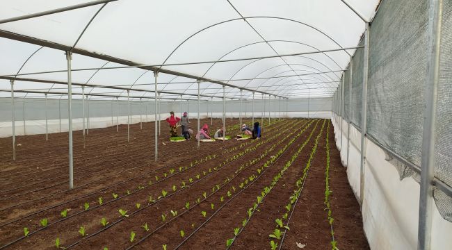 Siverek'te kadın istihdamına yönelik kurulan  projede ilk sebzeler ekildi