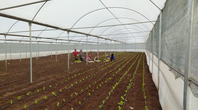 Siverek'te kadın istihdamına yönelik kurulan projede ilk sebzeler ekildi