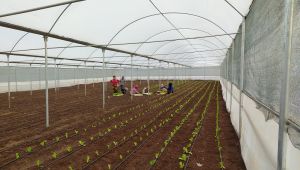 Siverek'te kadın istihdamına yönelik kurulan  projede ilk sebzeler ekildi