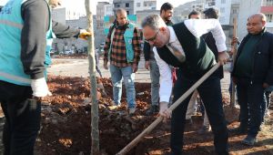 Eyyübiye Kito Deresi’nde Ağaçlandırma Çalışmaları Başladı