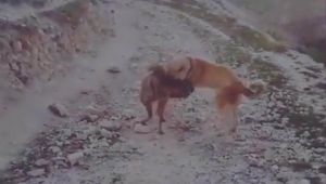 Urfa'da Çizgili Sırtlanı köpeğe boğdurttular