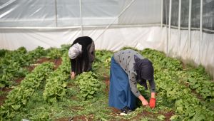 Siverek'teki seralarda ilk ürünün hasadına başlandı