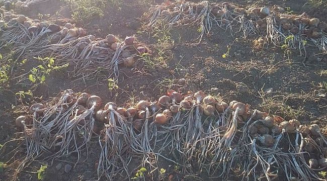 Hasat başladı, kuru soğan fiyatları tarlada ne kadar oldu?