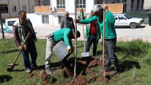 Haliliye Belediyesinden Ağaçlandırma Çalışması 
